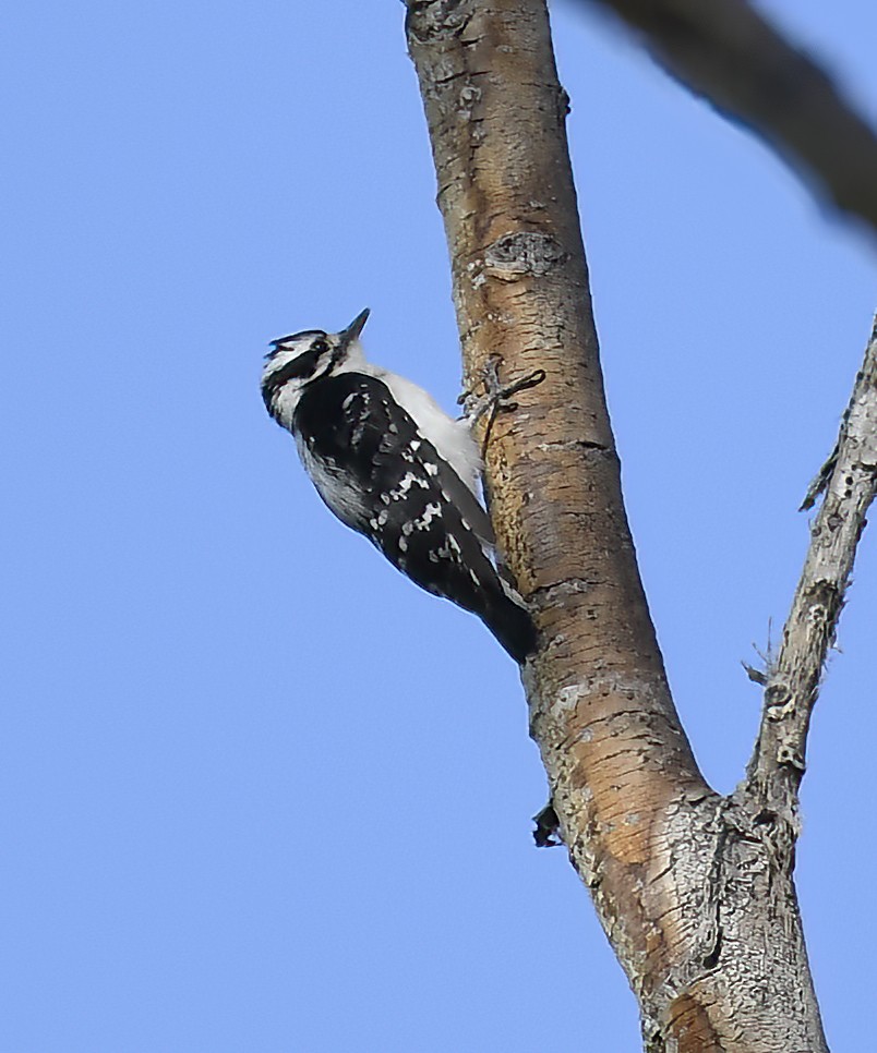 Downy Woodpecker - Jim Ward