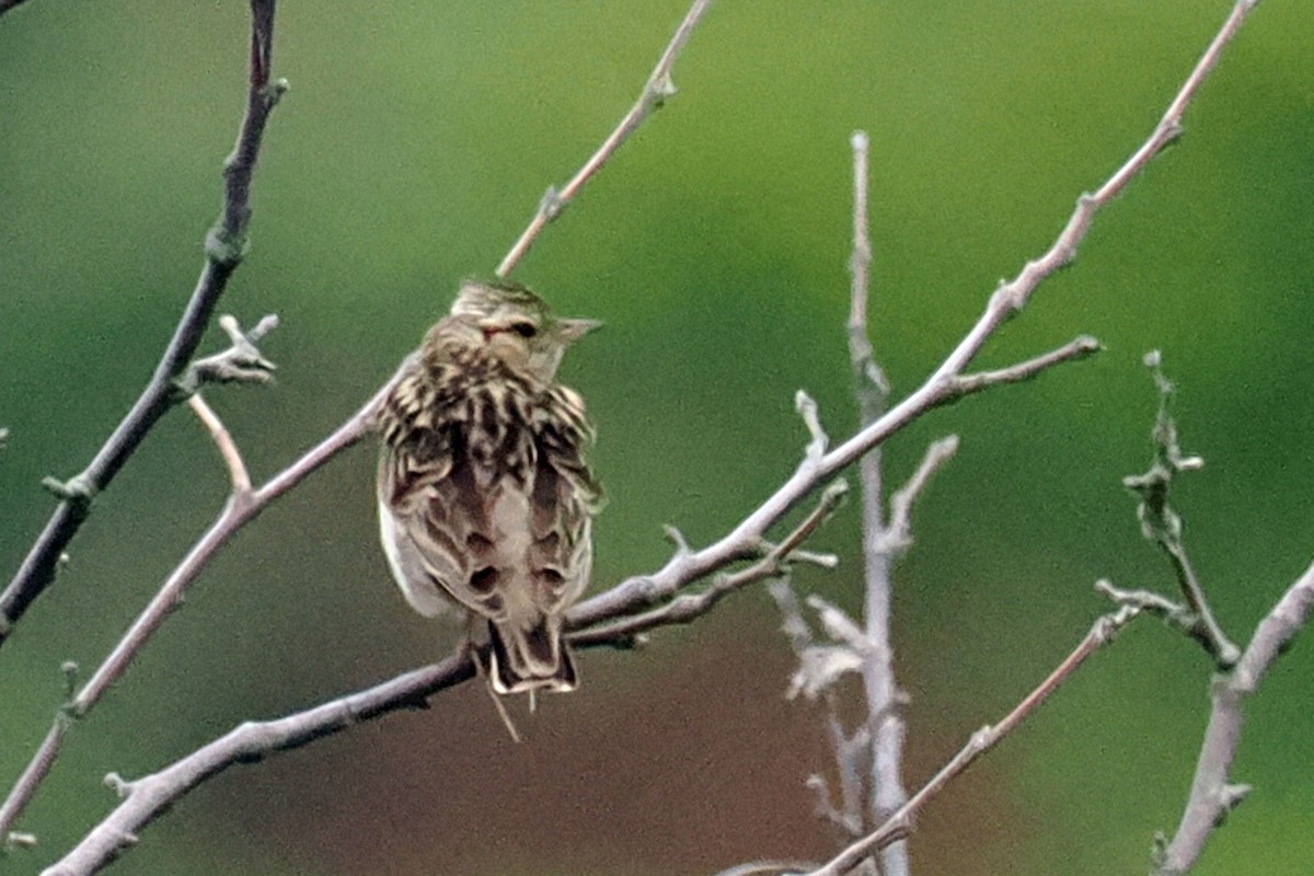 Wood Lark - Donna Pomeroy