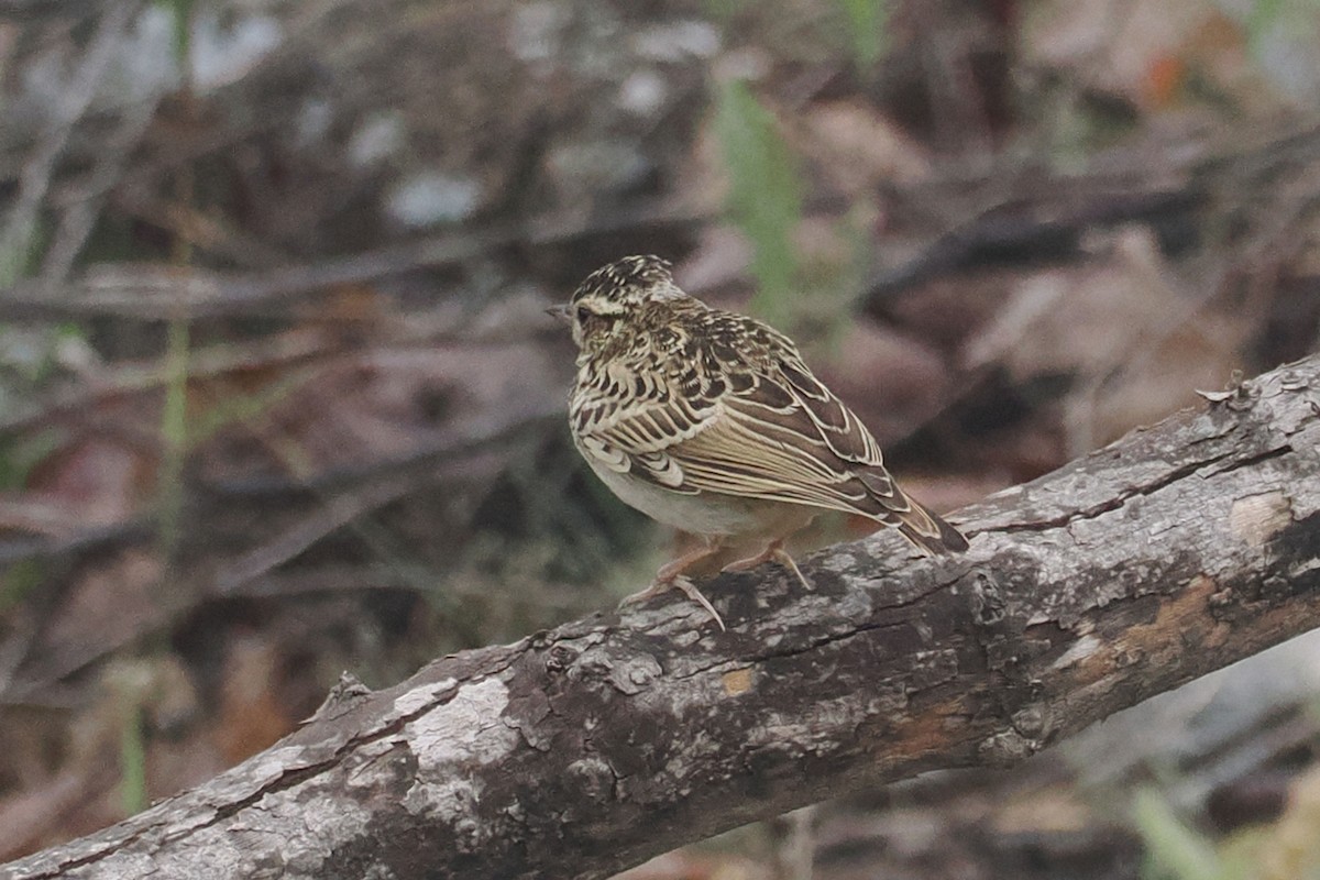 Wood Lark - Donna Pomeroy