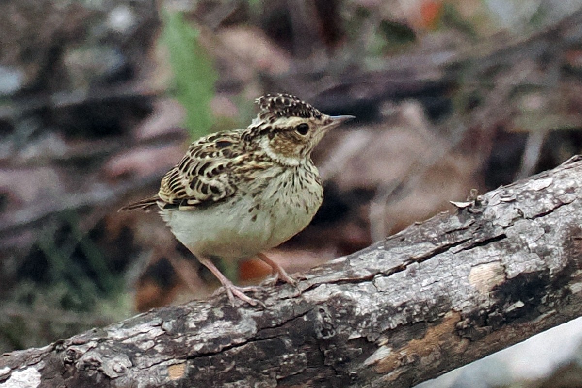 Wood Lark - Donna Pomeroy