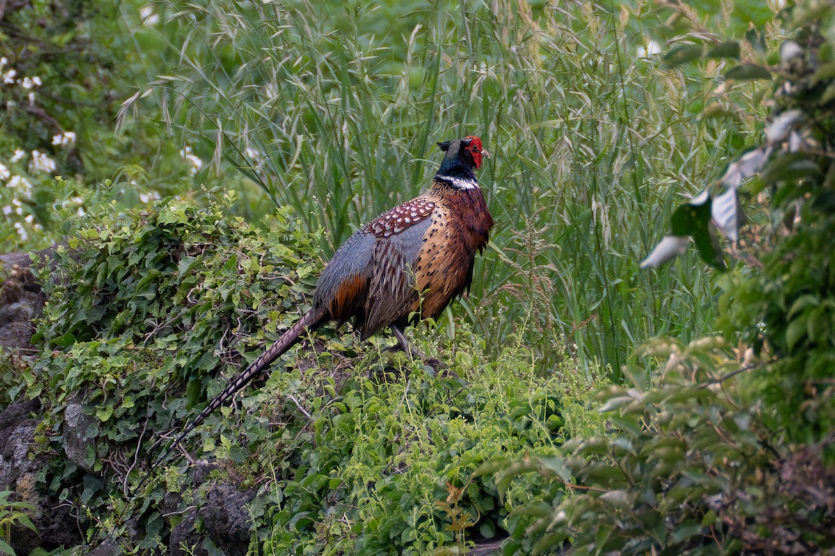 Ring-necked Pheasant - Fran Kim