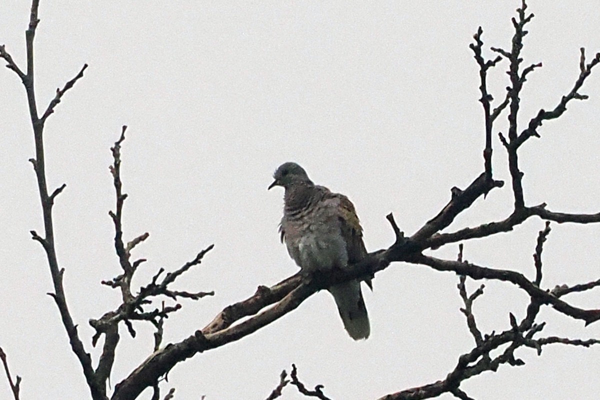 European Turtle-Dove - Donna Pomeroy