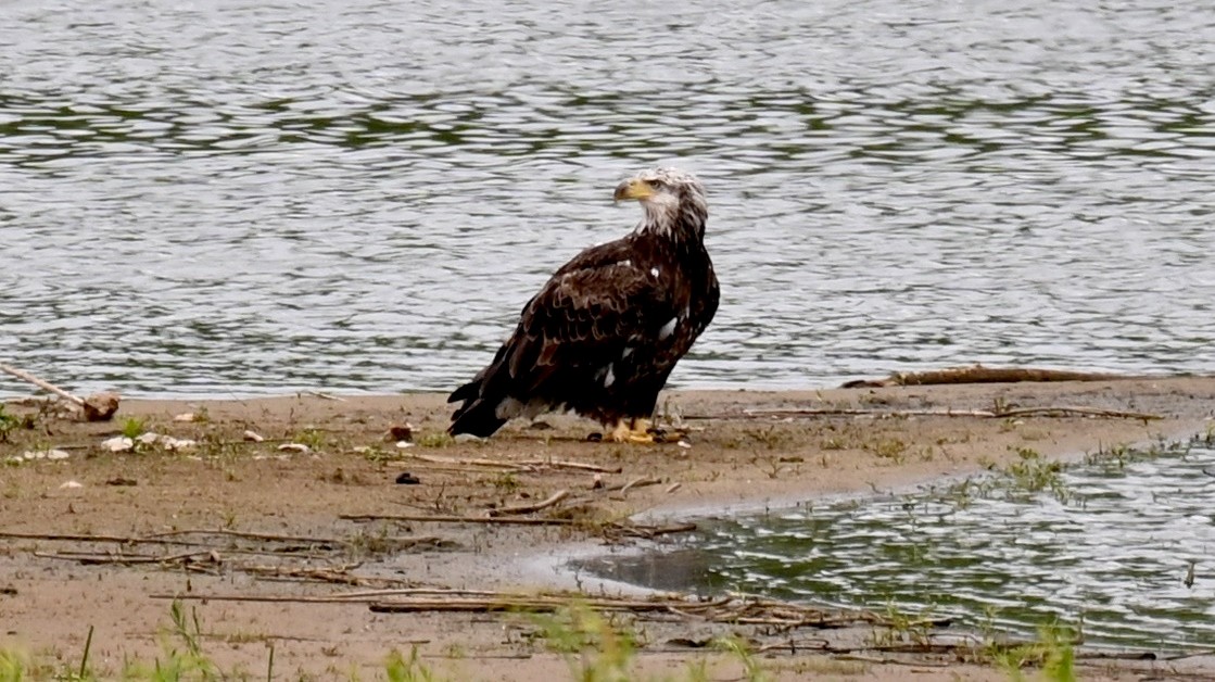 Bald Eagle - Tim Saylor