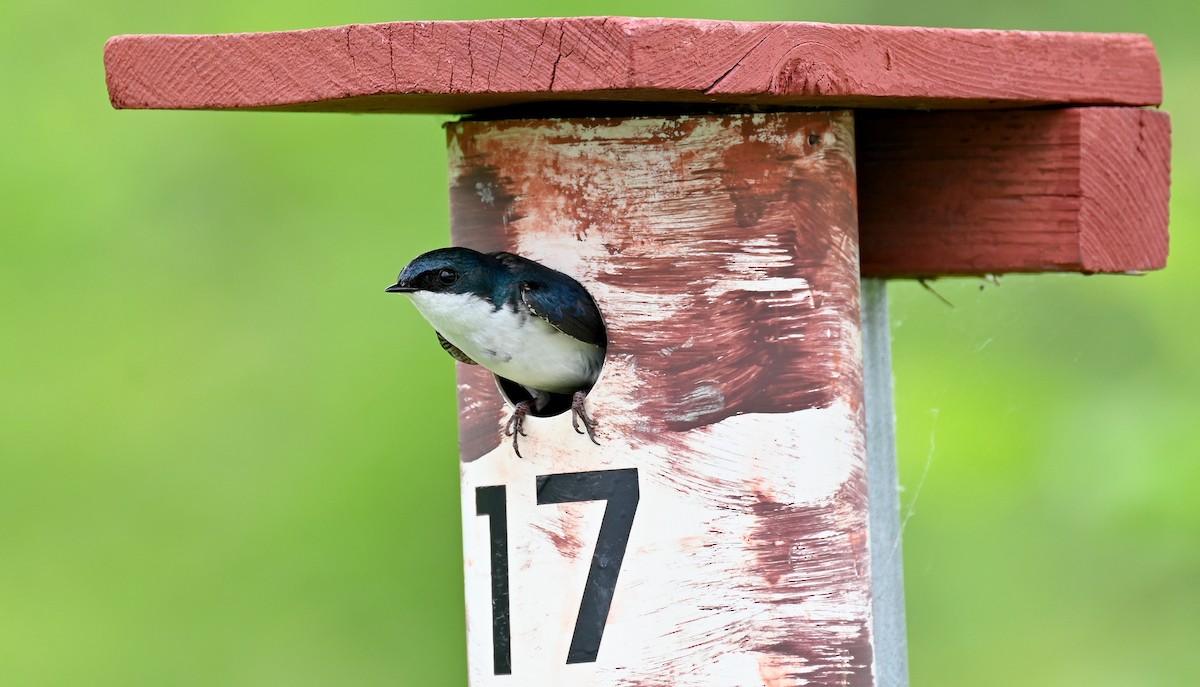 Tree Swallow - Tim Saylor