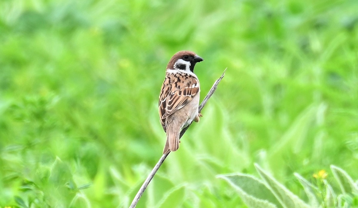 Eurasian Tree Sparrow - Tim Saylor