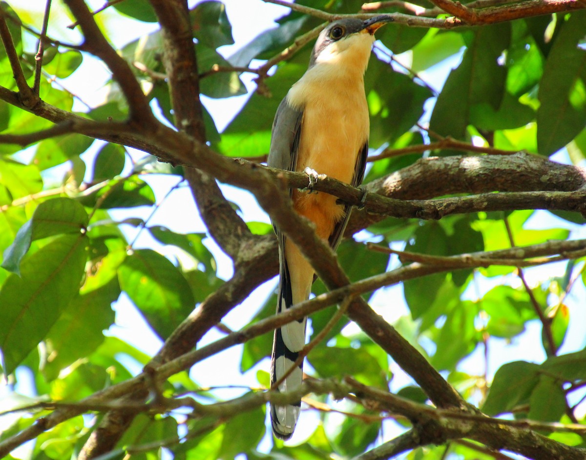 Mangrove Cuckoo - Mónica Thurman