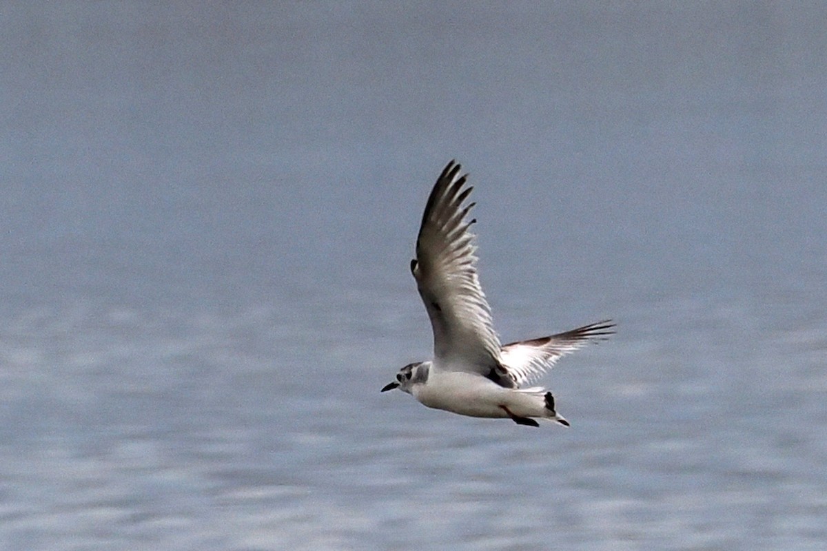 Little Gull - Donna Pomeroy