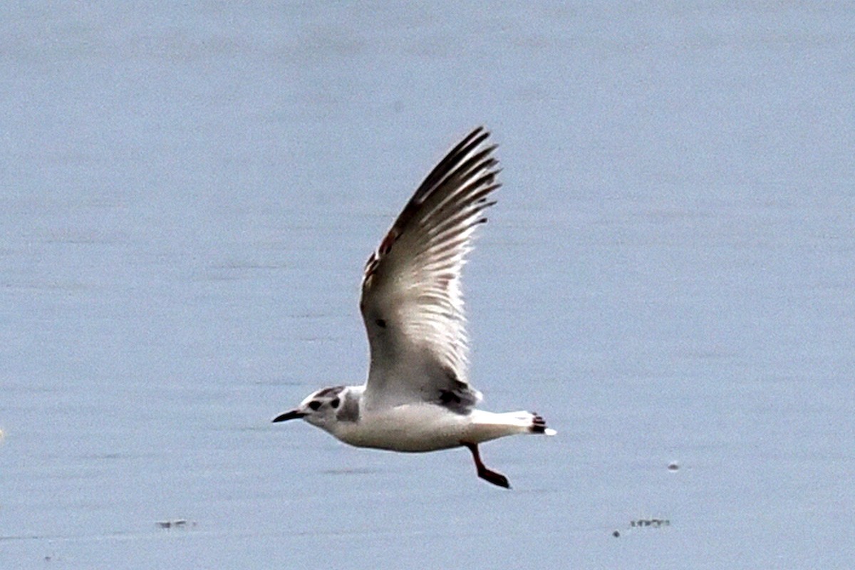 Little Gull - Donna Pomeroy