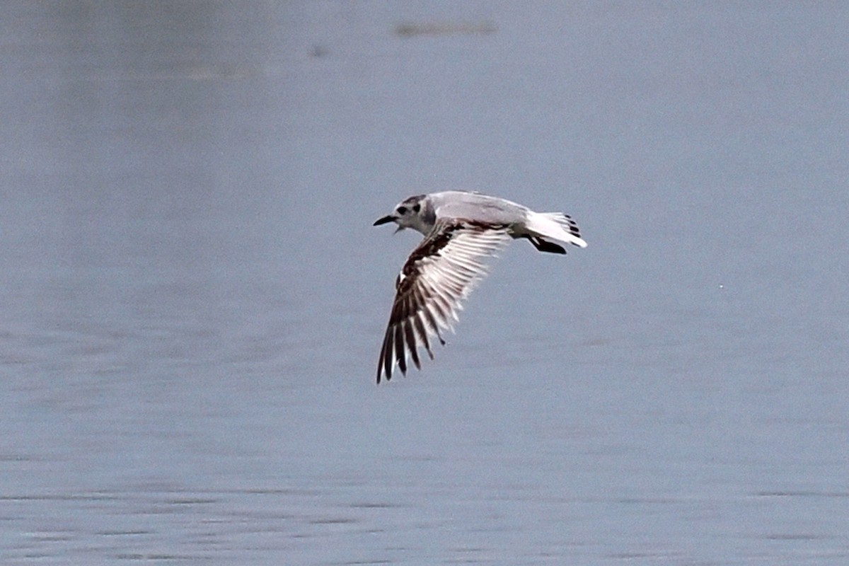 Little Gull - Donna Pomeroy