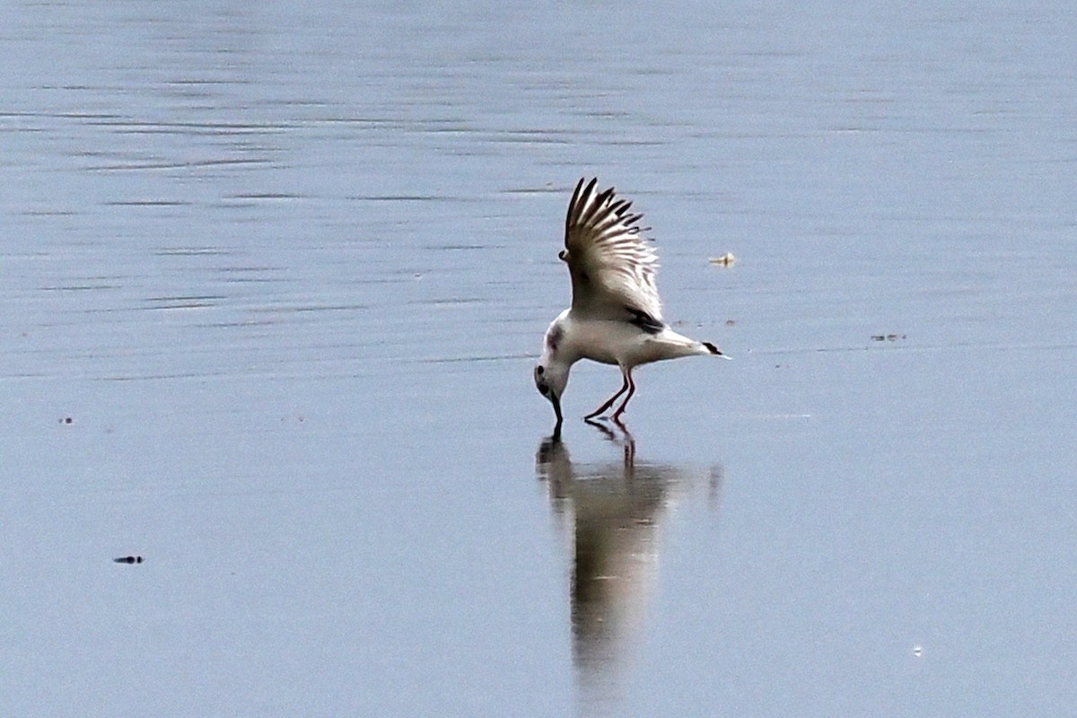 Little Gull - Donna Pomeroy