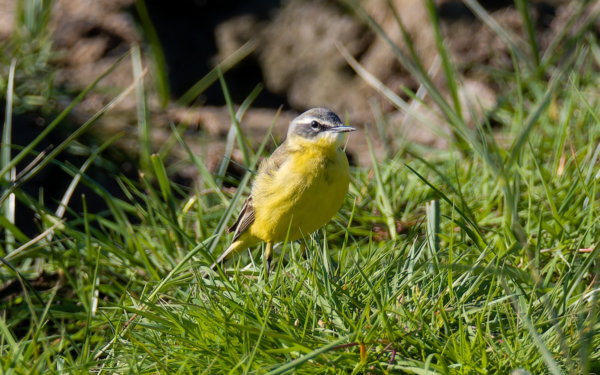 Western Yellow Wagtail (flava) - Peter Kennerley