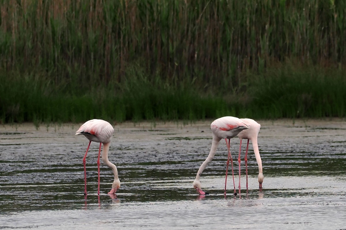 Greater Flamingo - Donna Pomeroy