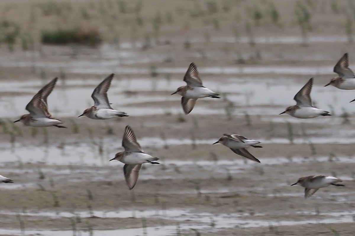 Little Stint - Donna Pomeroy