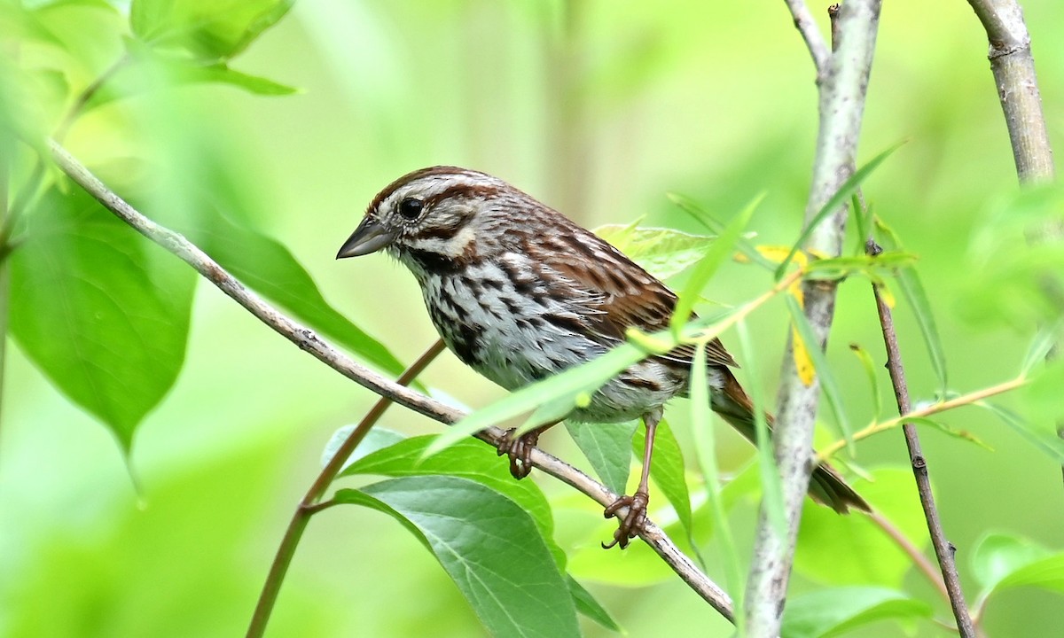 Song Sparrow - Tim Saylor