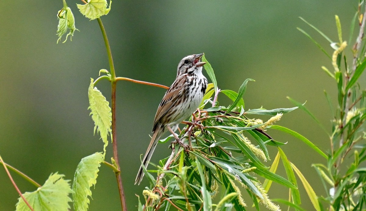 Song Sparrow - Tim Saylor