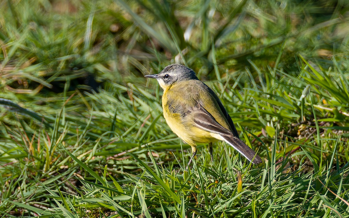 Western Yellow Wagtail (flava) - Peter Kennerley