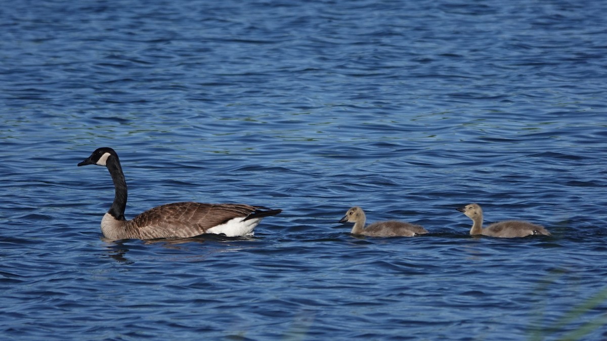 Canada Goose - George Ho