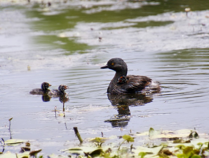 Least Grebe - Mónica Thurman