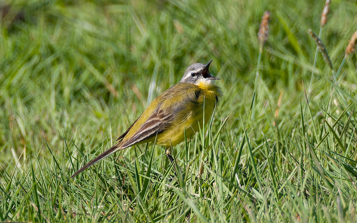 Western Yellow Wagtail (flava) - Peter Kennerley