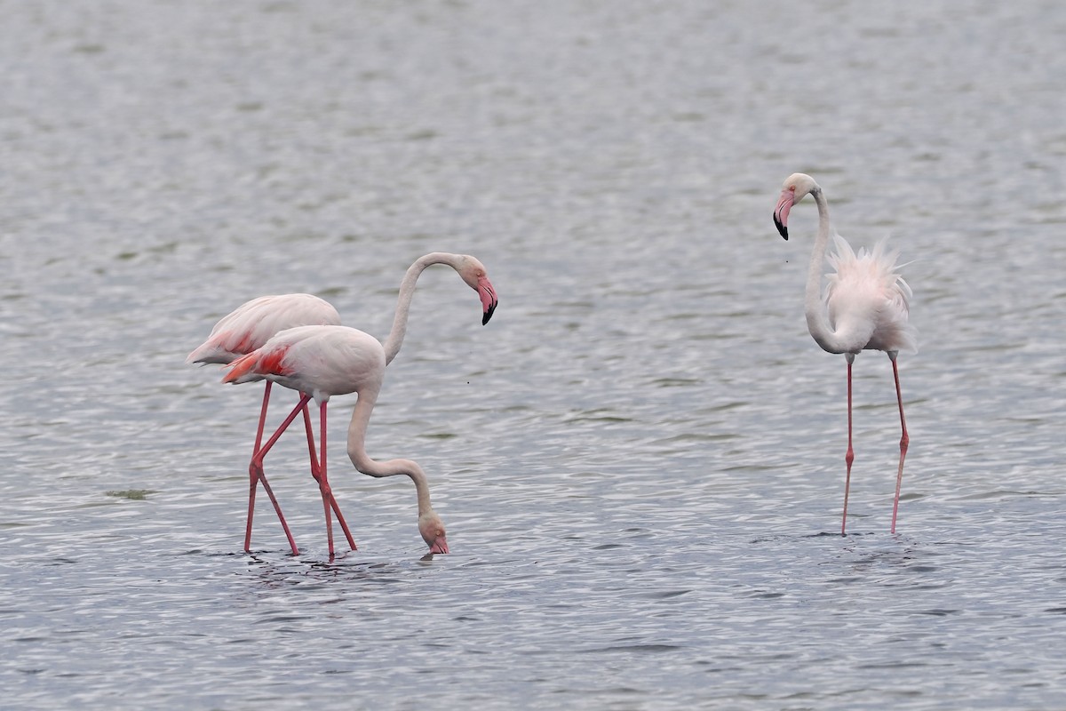 Greater Flamingo - Donna Pomeroy