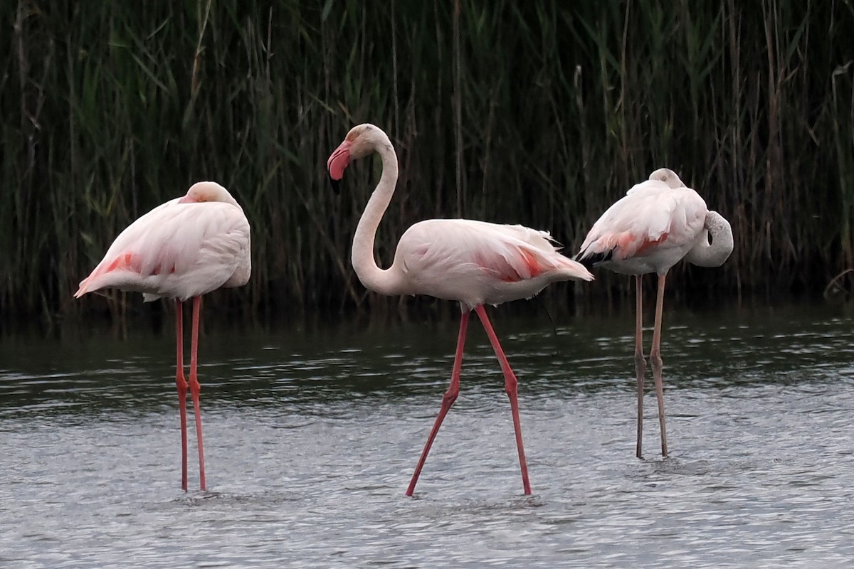 Greater Flamingo - Donna Pomeroy