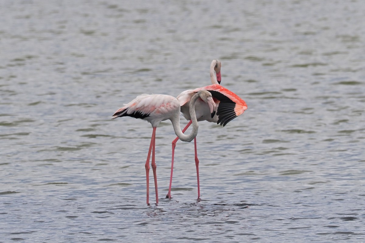 Greater Flamingo - Donna Pomeroy