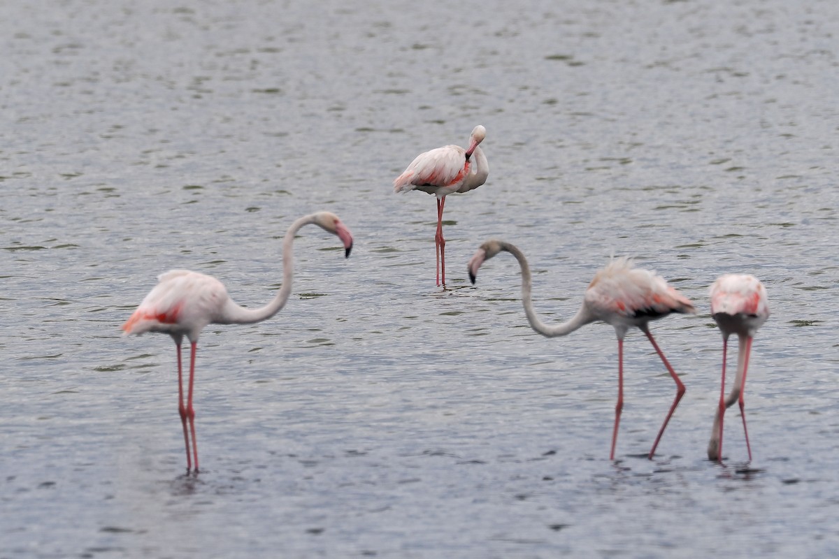 Greater Flamingo - Donna Pomeroy