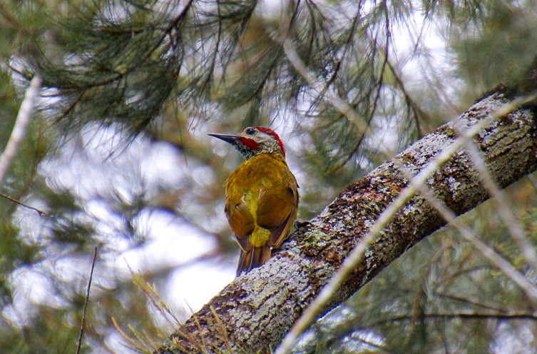 Golden-olive Woodpecker - Mónica Thurman