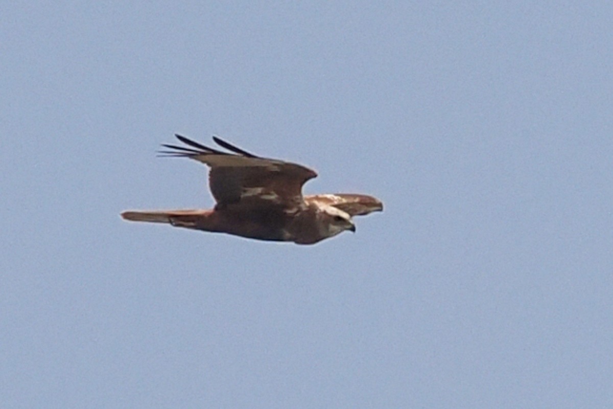 Western Marsh Harrier - ML619528910