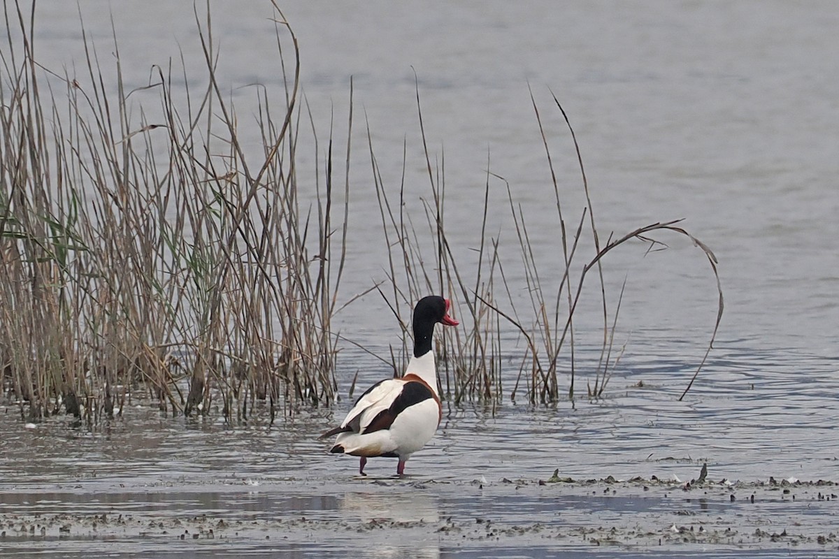 Common Shelduck - Donna Pomeroy