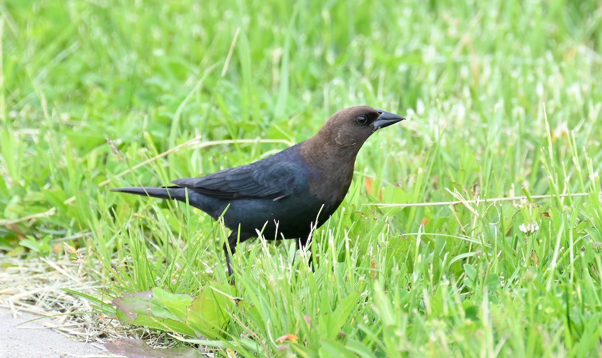 Brown-headed Cowbird - Tim Saylor