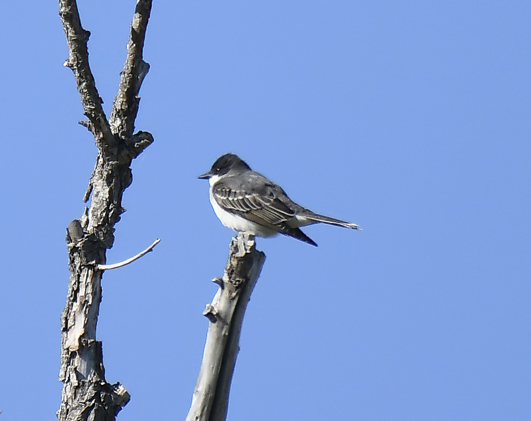 Eastern Kingbird - Jim Ward