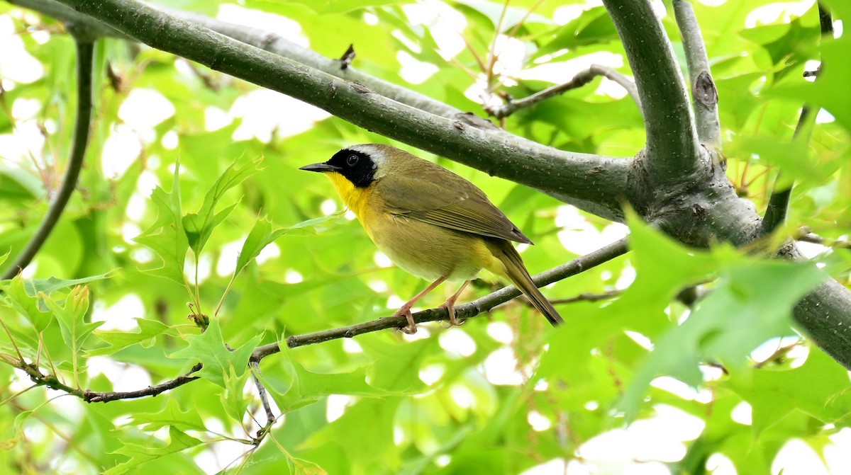 Common Yellowthroat - Tim Saylor