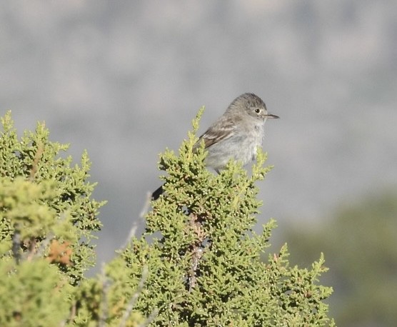 Gray Flycatcher - Mohini Rawool-Sullivan