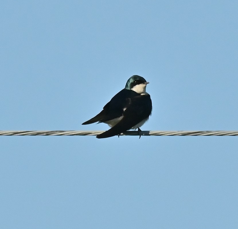 Tree Swallow - ML619528940