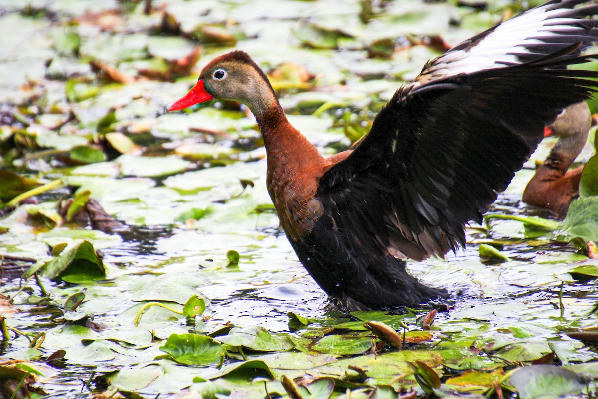 Black-bellied Whistling-Duck - Mónica Thurman