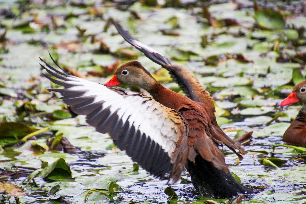 Black-bellied Whistling-Duck - Mónica Thurman