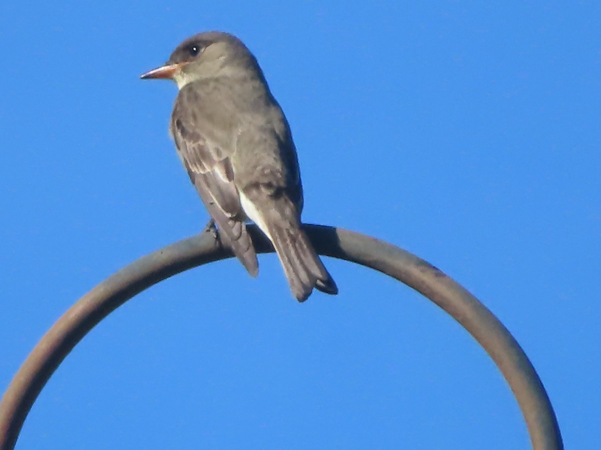 Olive-sided Flycatcher - ML619528955