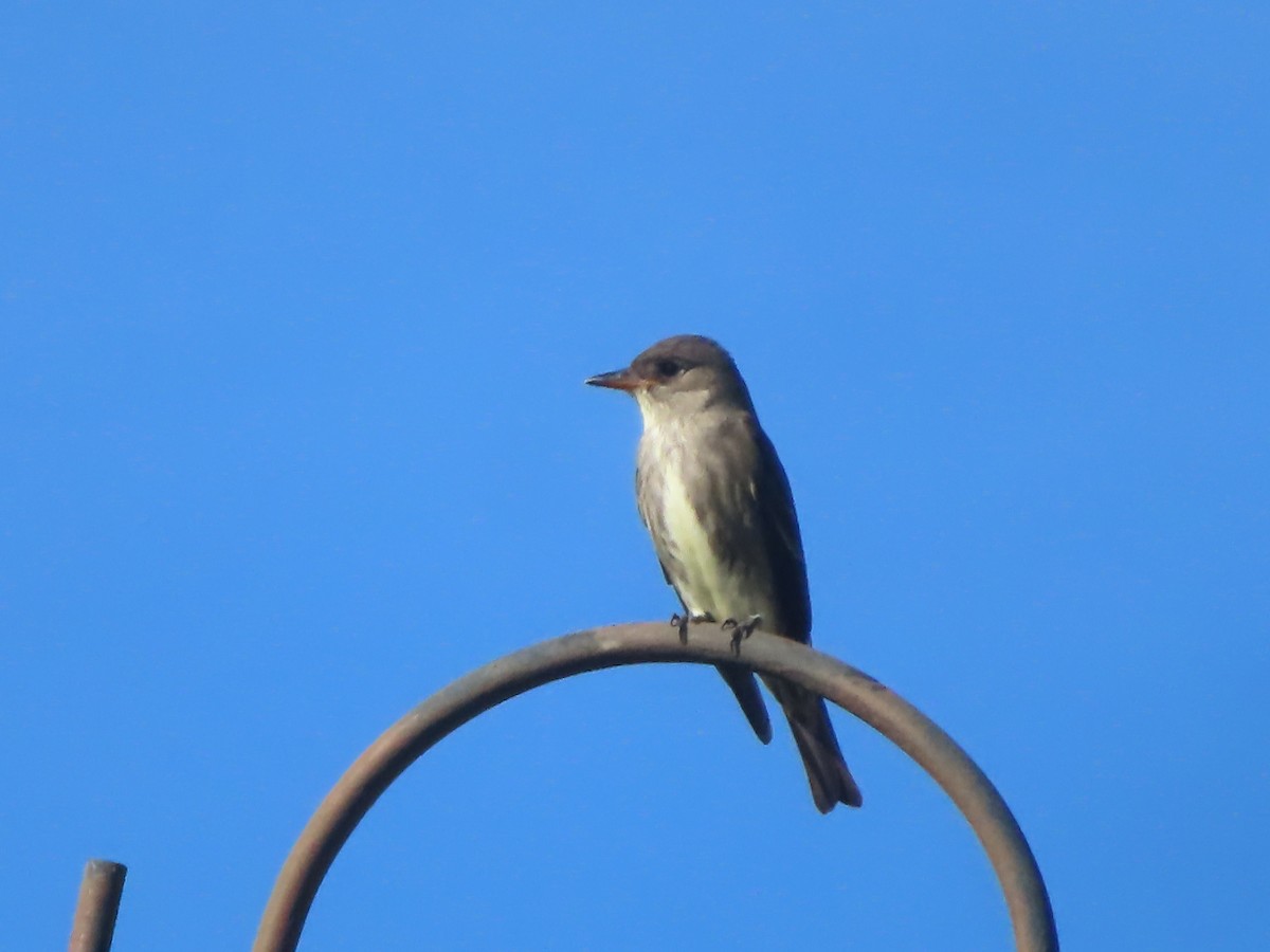 Olive-sided Flycatcher - Ann Swanson