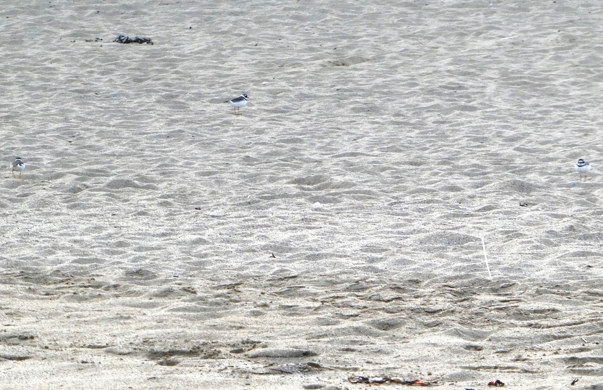 Common Ringed Plover - Rachel Hufton