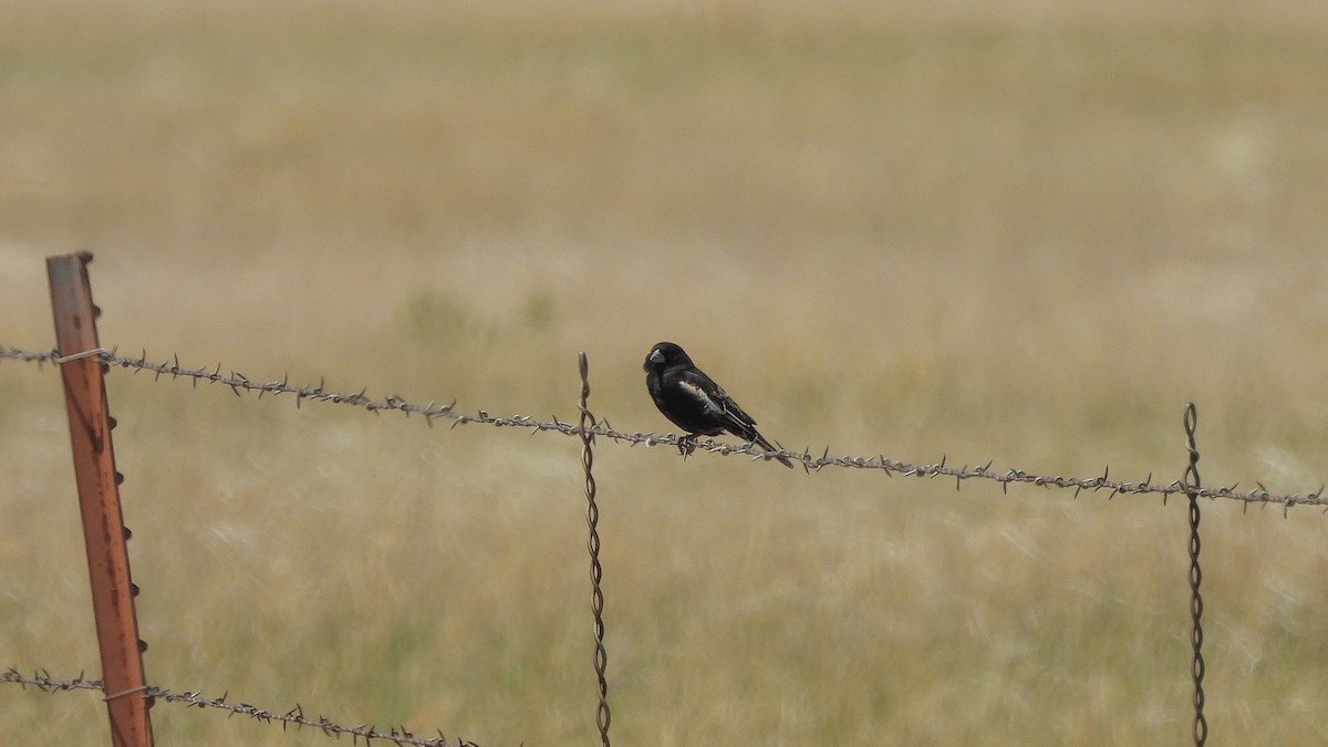 Lark Bunting - Travis Young