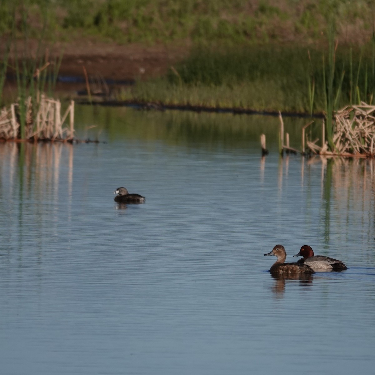 Pied-billed Grebe - George Ho