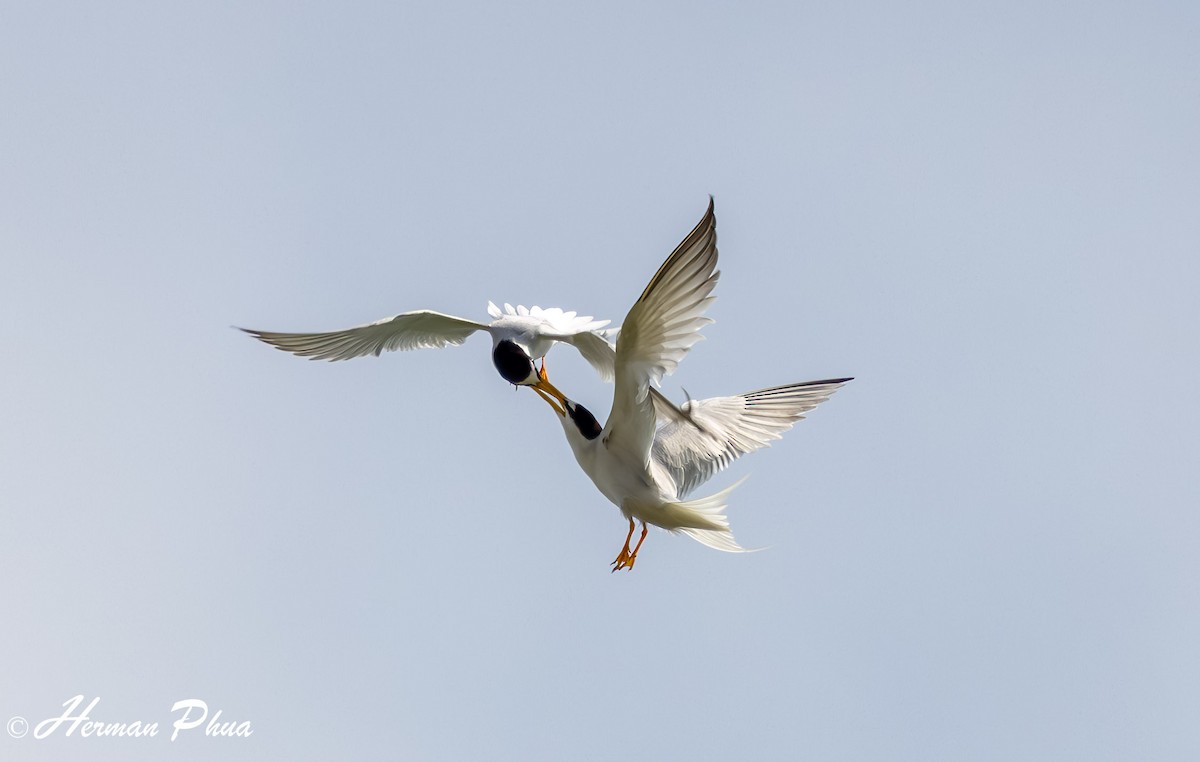 Little Tern - Herman Phua
