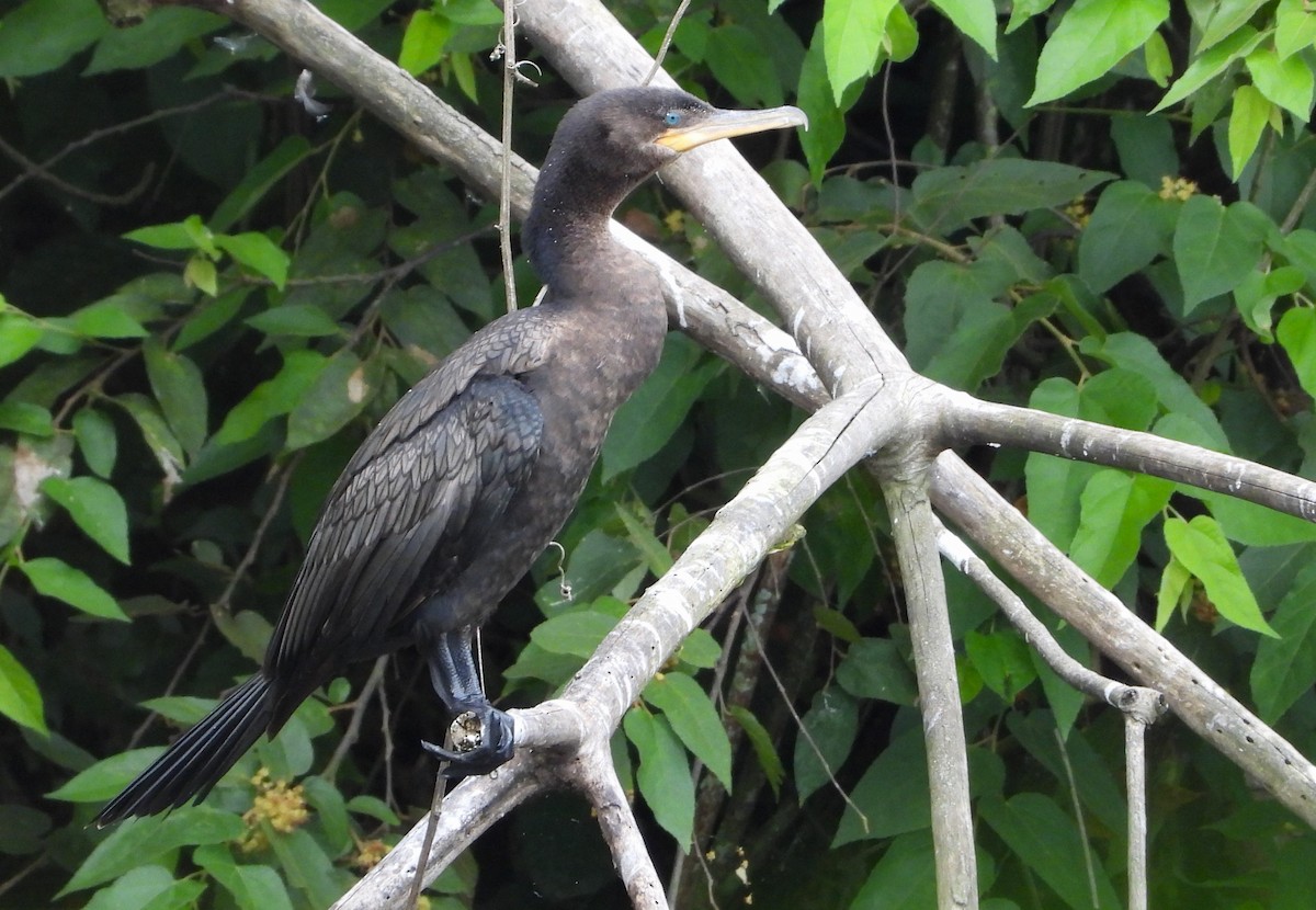 Neotropic Cormorant - Ed Kwater