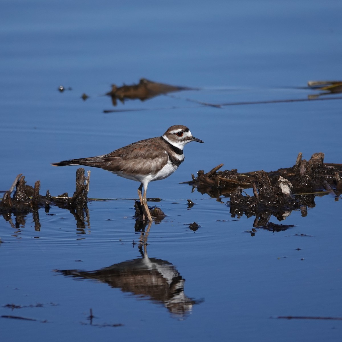 Killdeer - George Ho