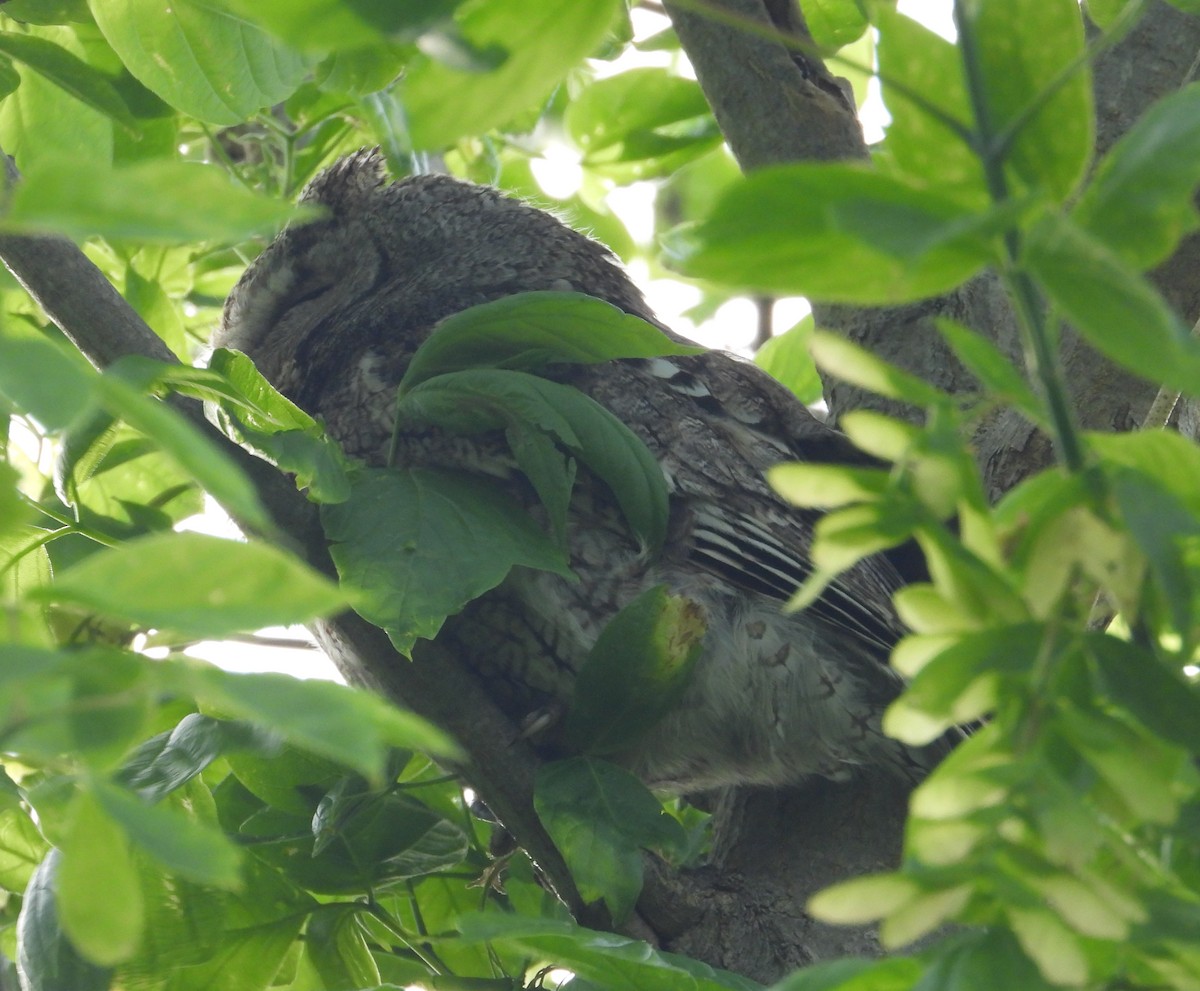 Eastern Screech-Owl - Jeff Miller