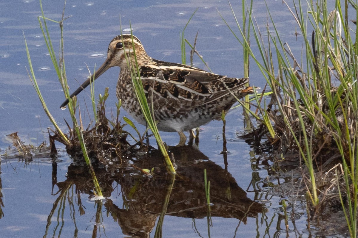 Wilson's Snipe - Ethel Dempsey