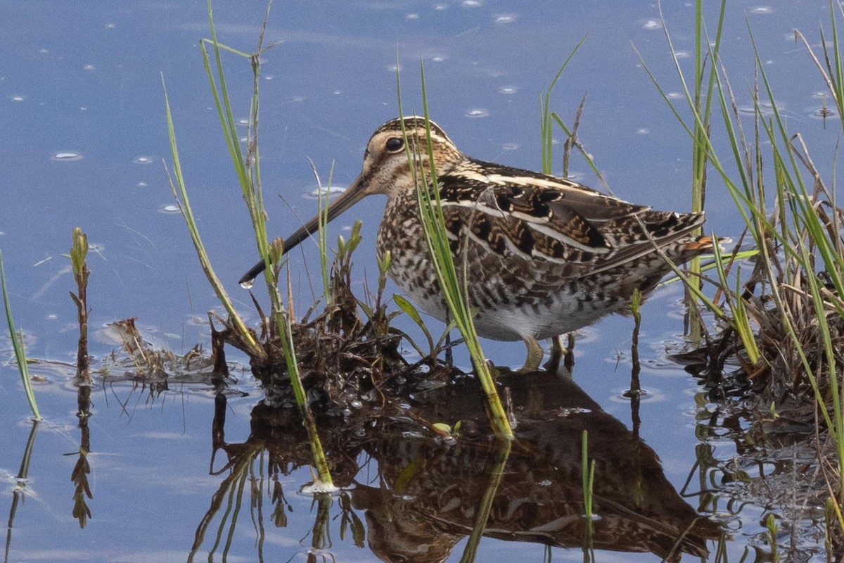 Wilson's Snipe - Ethel Dempsey