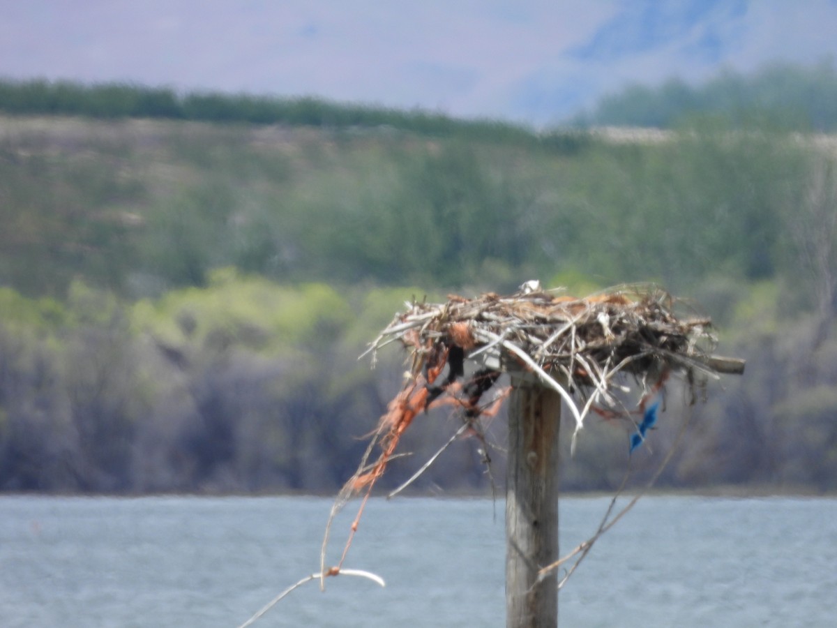 Osprey - Maura Powers