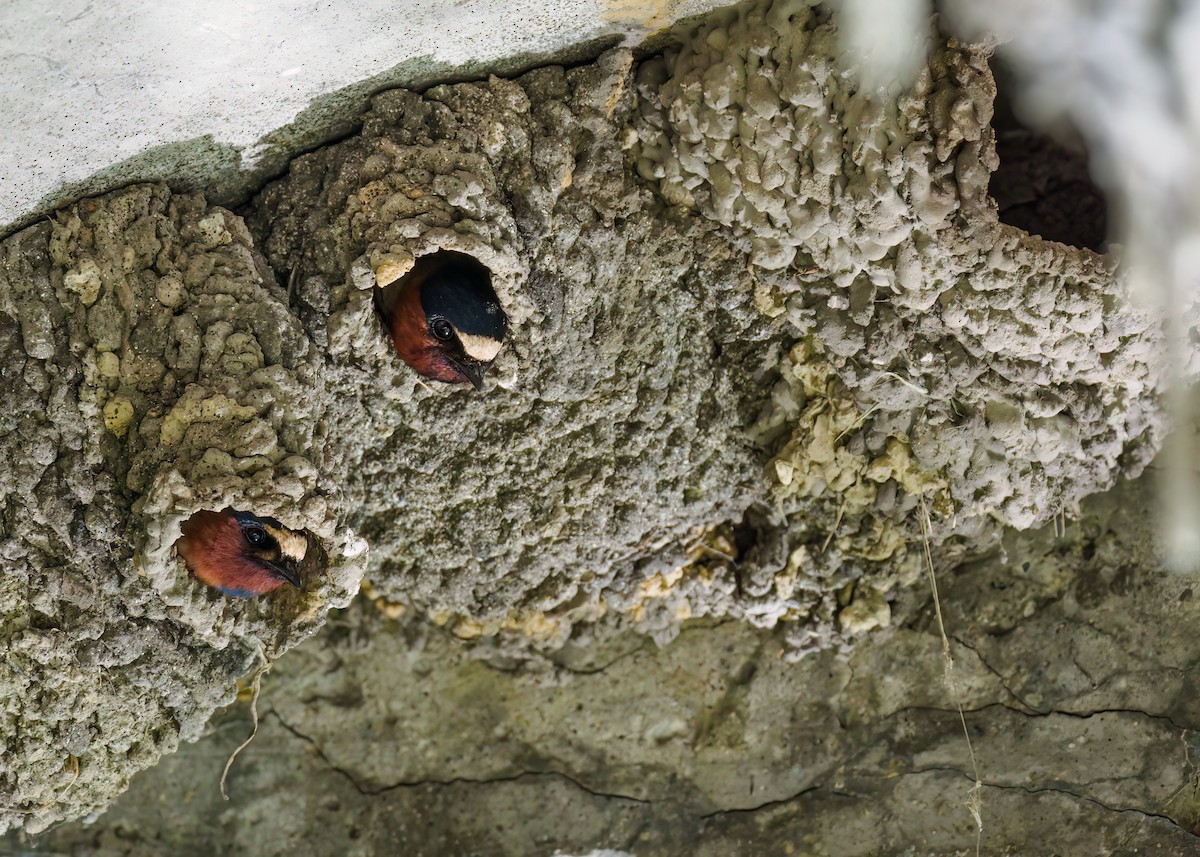 Cliff Swallow - Edward Jay Rehm